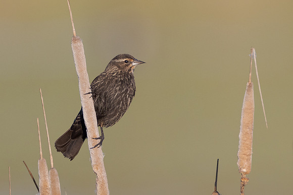 Red-winged Blackbird