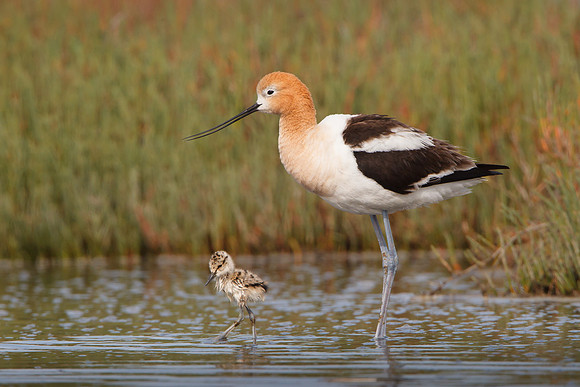 American Avocet, parent with 3-day-old chick