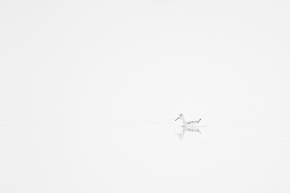 Wilson's Phalarope
