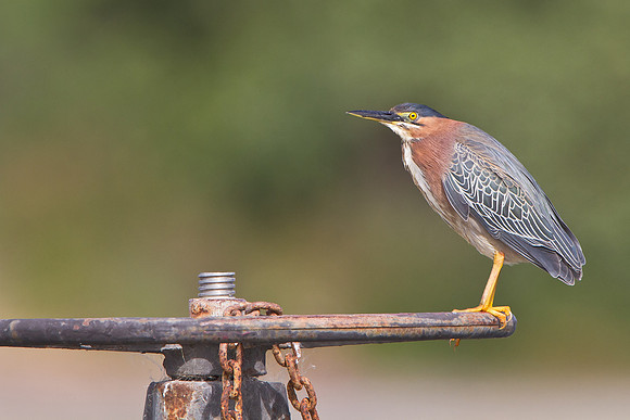 Green Heron