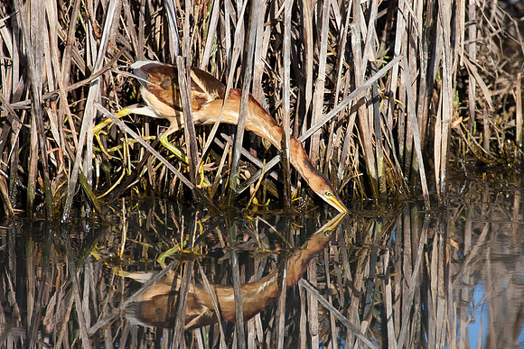 Least Bittern, lunging for fish