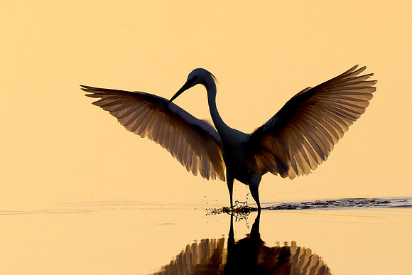 Snowy Egret