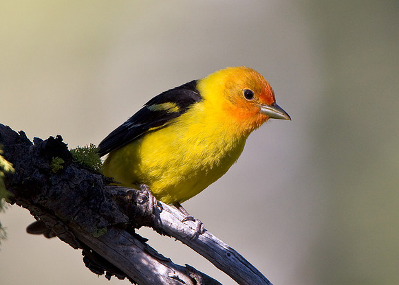 Western Tanager