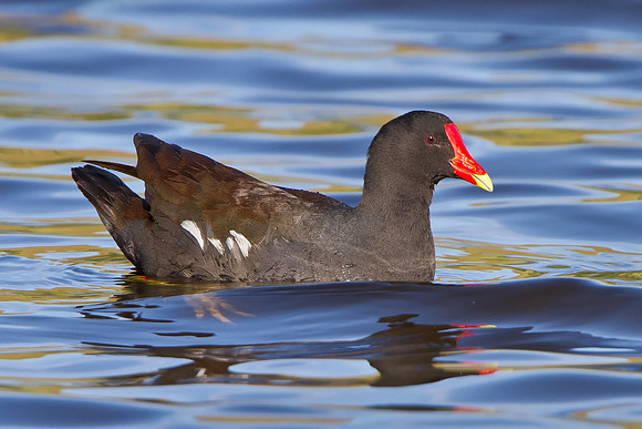 Common Gallinule
