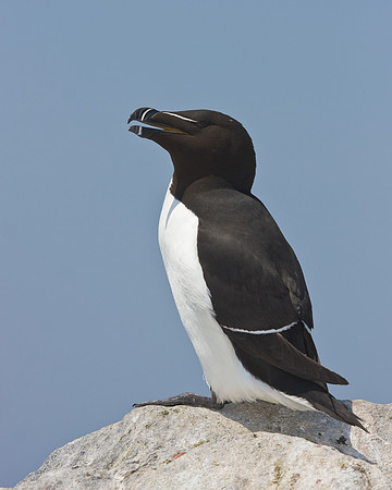 Razorbill