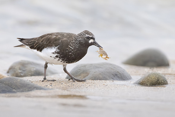 Black Turnstone, with sand crab