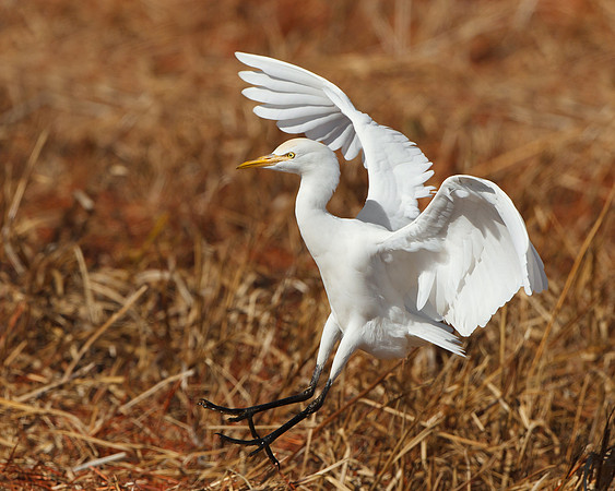 Cattle Egret