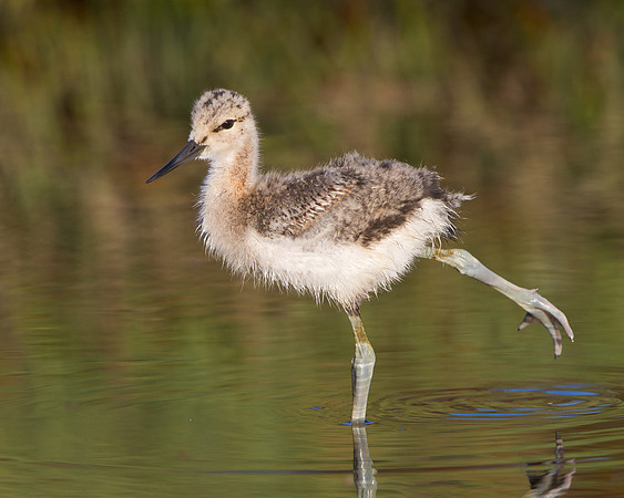 American Avocet, chick