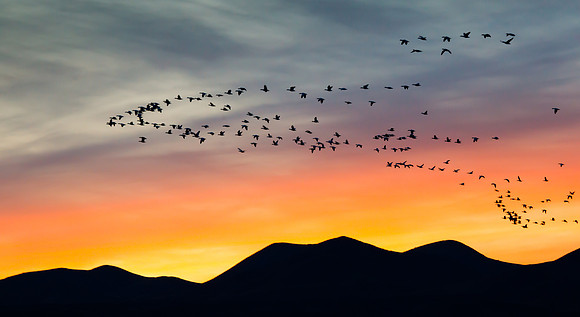 Snow Geese at sunset