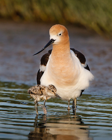 American Avocet, one-day-old chick with parent