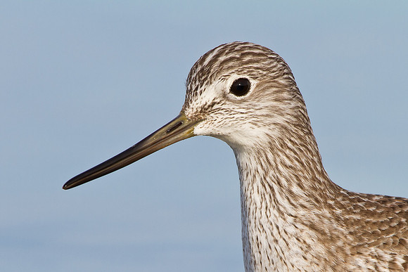 Greater Yellowlegs