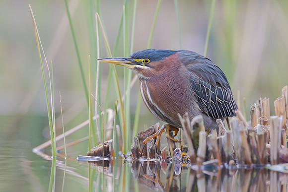 Green Heron