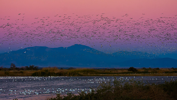 Snow Geese