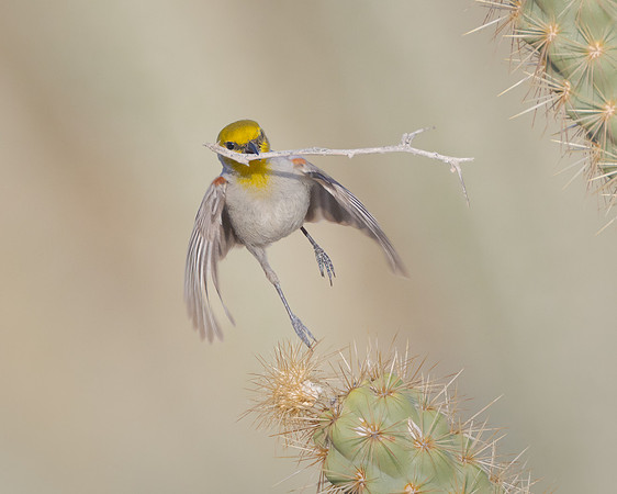 Verdin, with nest material