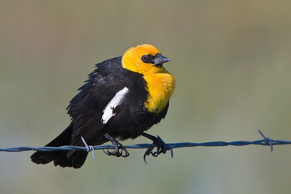 Yellow-headed Blackbird