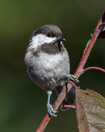 Chestnut-backed Chickadee