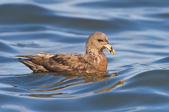 Northern Fulmar