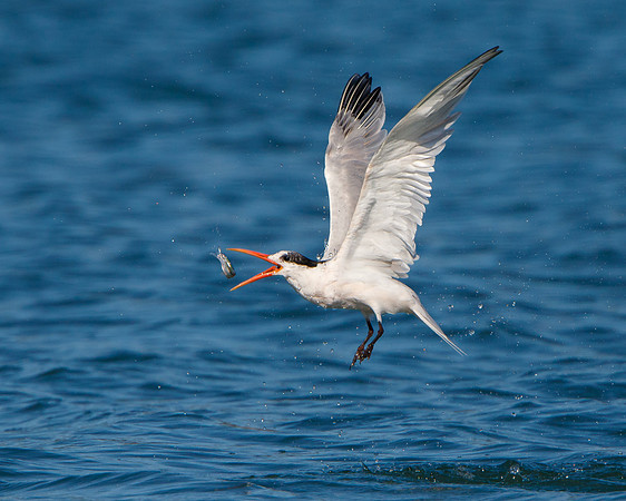 Elegant Tern, tossing fish to reposition for swallowing