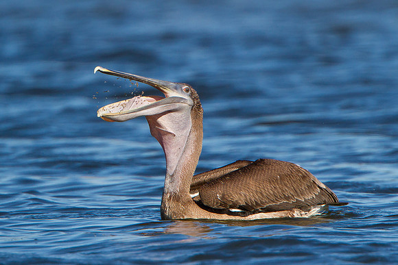 Brown Pelican, juvenile feeding