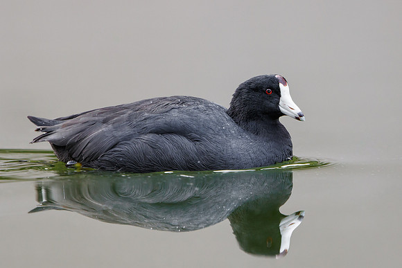 American Coot