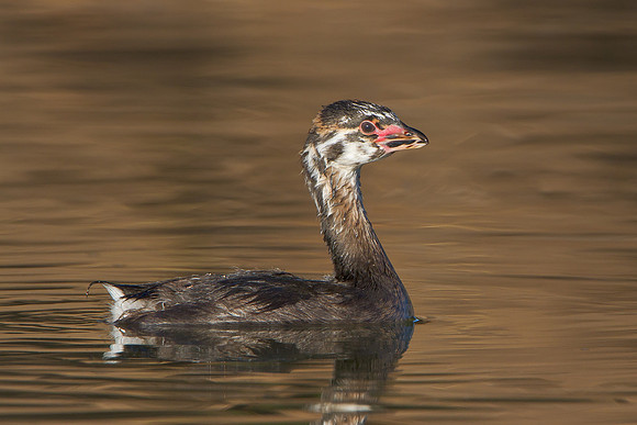 Pied-billed Grebe, juvenile