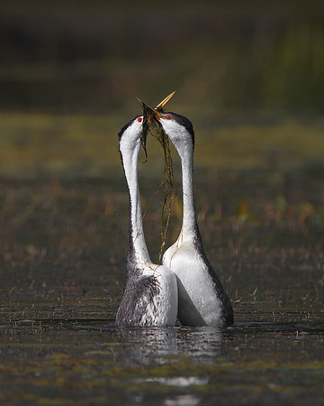 Western and Clark's Grebes, "weed ceremony" courtship display