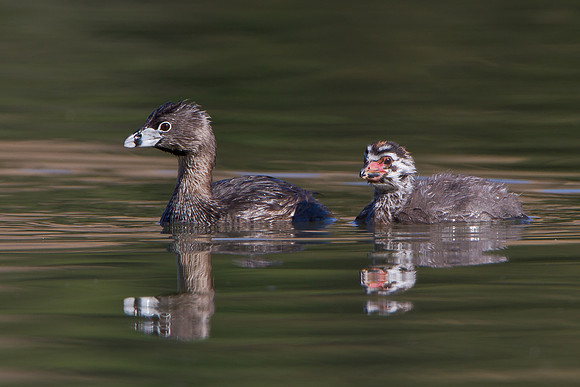 Pied-billed Grebe, parent & chick