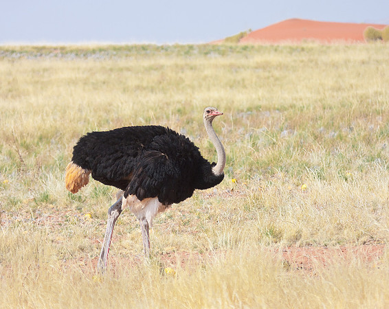 Common Ostrich, male