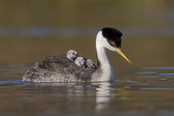 Western Grebes