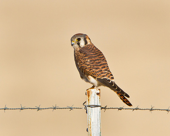 American Kestrel