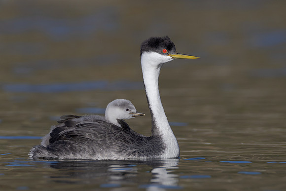 Western Grebes