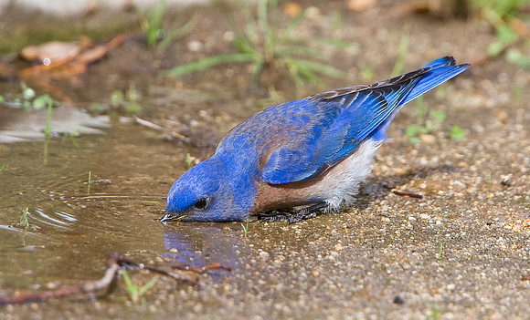 Western Bluebird, drinking