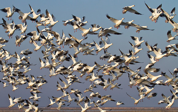 Ross's Goose