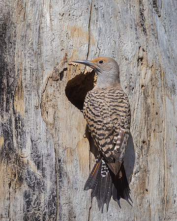 Northern Flicker