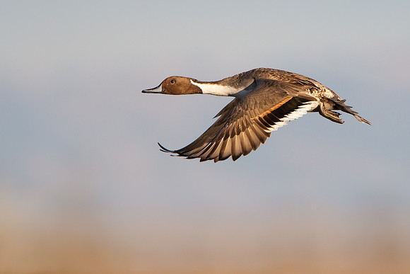 Northern Pintail, male in flight