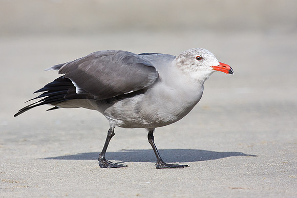 Heermann's Gull