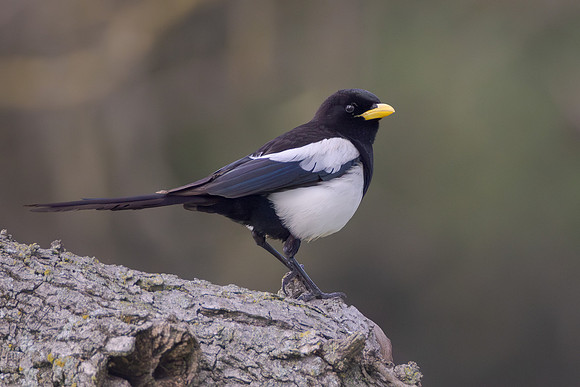 Yellow-billed Magpie