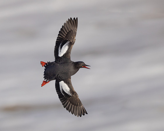 Pigeon Guillemot