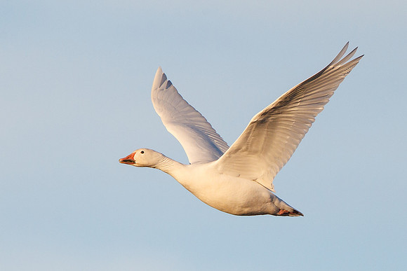 Leucistic Snow Goose