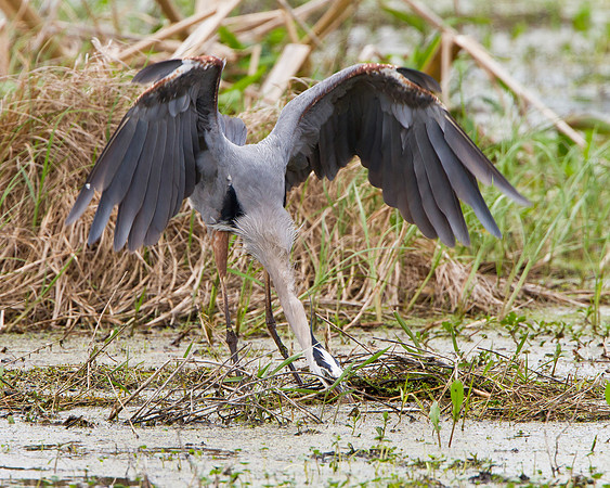 Great Blue Heron in battle with snake