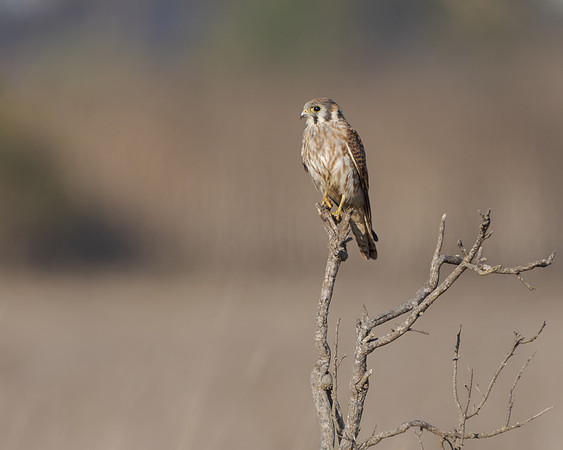 American Kestrel
