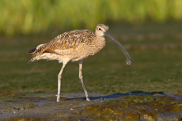 Long-billed Curlew, with prey