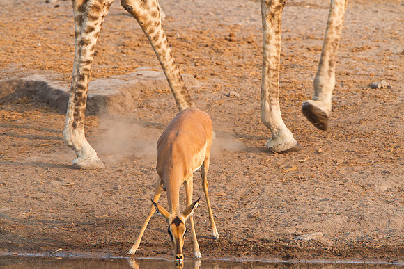 Black-faced Impala & Giraffe