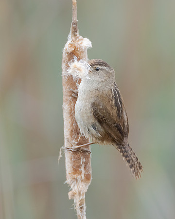 Marsh wren