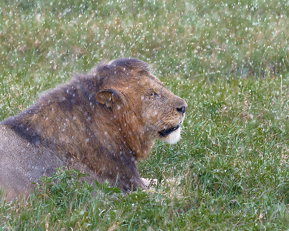Lion, caught in rain storm