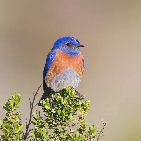 Western Bluebird