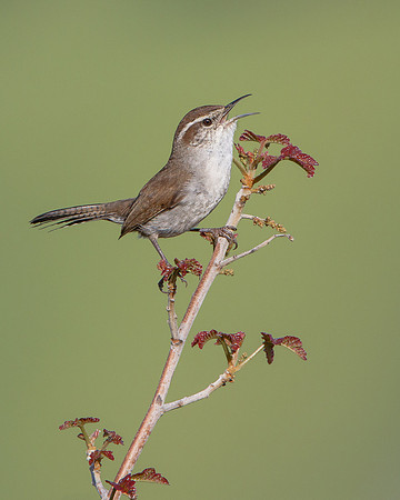 Bewick's Wren