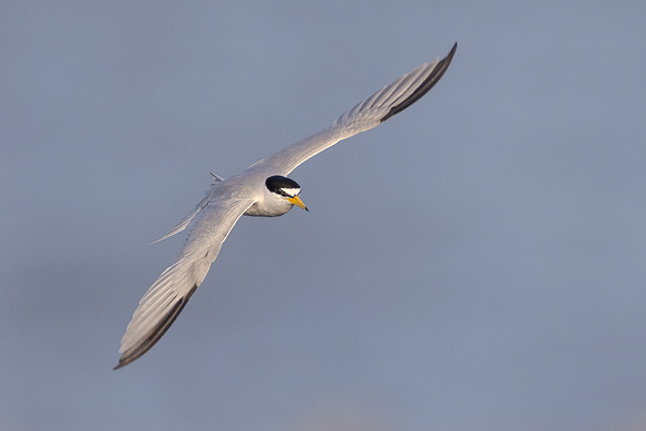 Least Tern