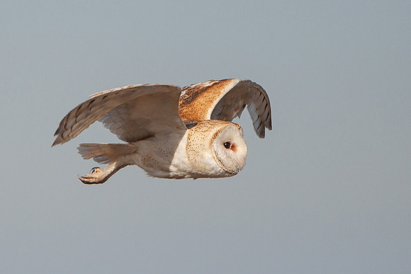 Barn Owl