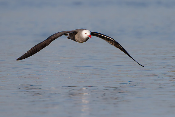 Heermann's Gull